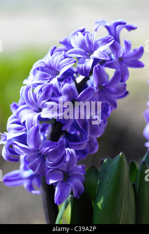 Hyacinthus orientalis, Giacinto olandese Foto Stock