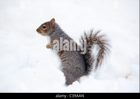 Lo scoiattolo closeup con il bianco della neve in inverno dal Central Park di New York City Manhattan. Foto Stock