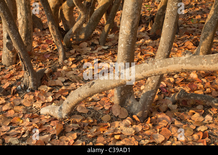 Mare albero uva tunks e foglie secche in costiera seagrape Florida Foto Stock