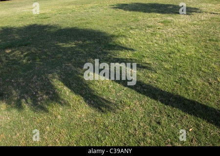 Palm tree ombra sull'erba Foto Stock