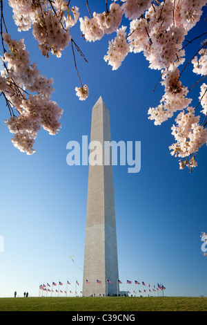 Il Monumento di Washington presso il National Mall di Washington DC, circondato da bandiere nordamericane Foto Stock