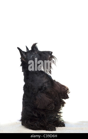 Scottish terrier Foto Stock