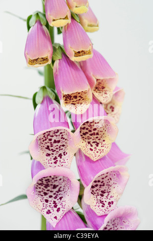 Digitalis purpurea. Foxglove flower su sfondo bianco Foto Stock