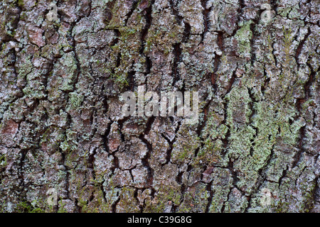 Argento di corteccia di betulla Foto Stock