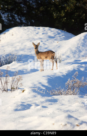 Capriolo in neve (Capreolus capreolus) Foto Stock