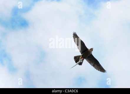 Un adulto Falco pellegrino a volare con un'ala di un uccello (Falco peregrinus) Foto Stock