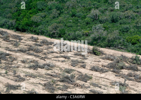 La deforestazione in Gran Chaco vicino a Mariscal Estigarribia, Paraguay Foto Stock