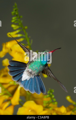 Ampio maschio-fatturati Hummingbird con fiori d'Oro Foto Stock