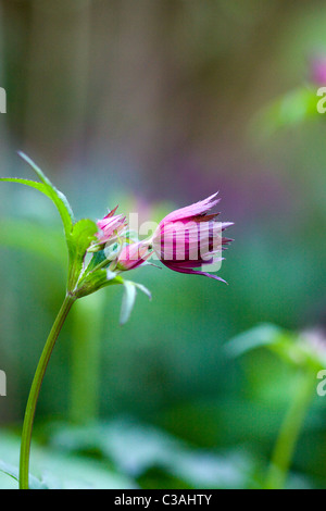 Astrantia Major DOF poco profondo Foto Stock