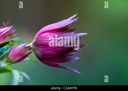 Astrantia Major DOF poco profondo Foto Stock