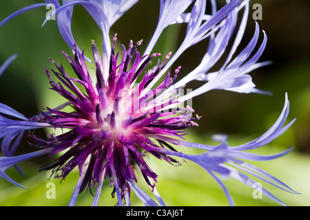 Centaurea montana. Fiordaliso perenni, Mountain bluet, Fiordaliso, fiordaliso di montagna DOF Foto Stock