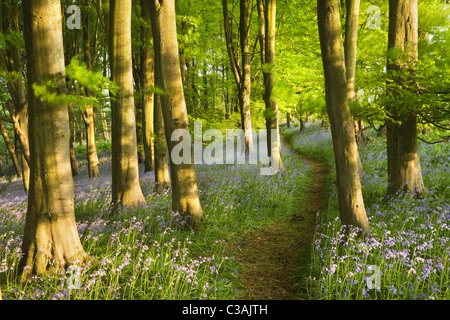 Bluebells (Hyacinthoides non scripta) in faggio (Fagus sp) bosco. Priors legno. North Somerset. In Inghilterra. Regno Unito. Foto Stock