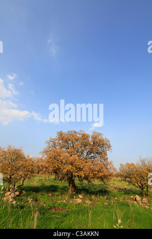 Alture del Golan, Monte Tabor quercia (Quercus ithaburensis) alberi nella foresta di Yehudiya Riserva Naturale Foto Stock