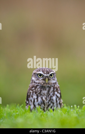 Piccolo gufo, Athene noctua, prigionieri Barbagianni Centro, Gloucestershire, Inghilterra, UK, Regno Unito, GB Gran Bretagna, Foto Stock