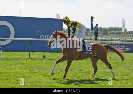 Origine dolce jockey Adam Kirby QIPCO British Champions Stakes 2011 Newmarket race course Suffolk REGNO UNITO Foto Stock