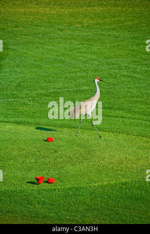 Gru Sandhill camminando sul campo da golf Foto Stock