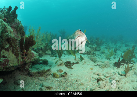 Coundou sorridente Puffer fish Foto Stock