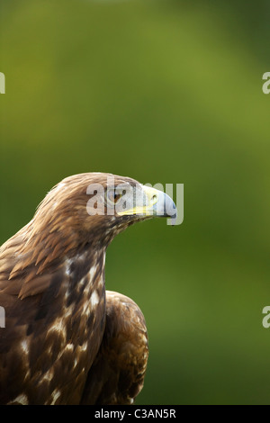 Golden Eagle, Aquila chrysaetos, captive, ritratto, close-up, Loughborough, Leicestershire, Inghilterra, UK, Regno Unito, GB, Gr Foto Stock