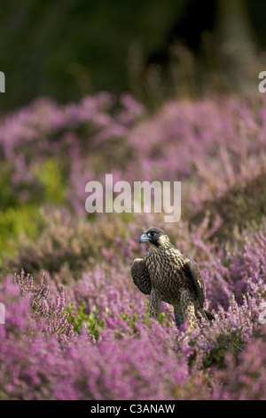 Falco pellegrino, Falco peregrinus, prigionieri in heather Leicestershire, Inghilterra, UK, Regno Unito, GB, Foto Stock