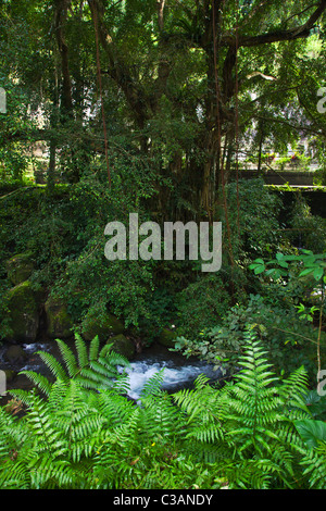 Un fiume scorre attraverso la giungla tropicale presso il Gunung Kawi tempio complesso a TAMPAKSIRING - Bali, Indonesia Foto Stock