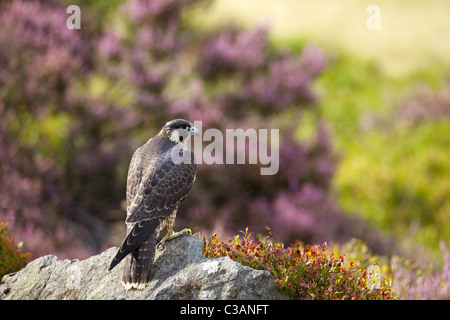 Falco pellegrino, Falco peregrinus, prigionieri su roccia, erica, Loughborough, Leicestershire, Inghilterra, UK, Regno Unito, GB, Foto Stock
