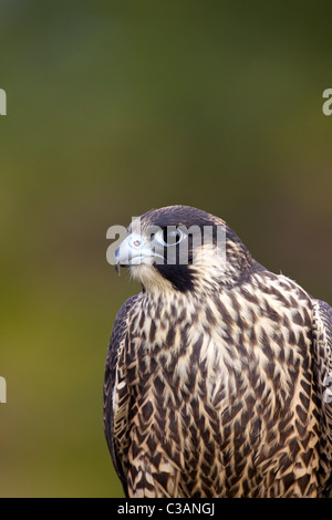 Falco pellegrino, Falco peregrinus, captive, ritratto, close-up, Loughborough, Leicestershire, Inghilterra, UK, Regno Unito, GB, Foto Stock