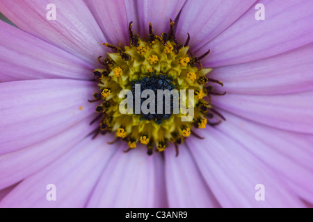 Lavanda fiori Osteospermum Close Up Foto Stock