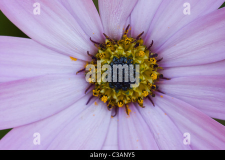 Lavanda fiori Osteospermum Close Up Foto Stock