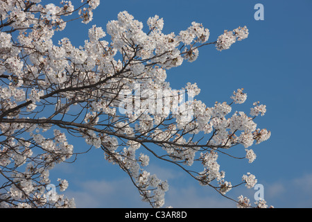 Fiori di Ciliegio su uno del giapponese Yoshino ciliegi intorno al bacino di marea in Washington, DC. Foto Stock