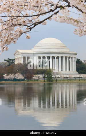 Il Jefferson Memorial incorniciato da fiori di ciliegio durante il 2011 National Cherry Blossom Festival in Washington, DC. Foto Stock