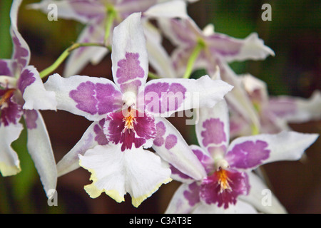 Orchidee fiorisce in serra presso il giardino botanico di Ubud - Bali, Indonesia Foto Stock