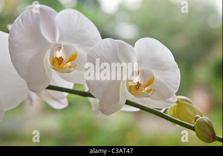 PHALAENOPSIS orchidee fiorisce in serra presso il giardino botanico di Ubud - Bali, Indonesia Foto Stock