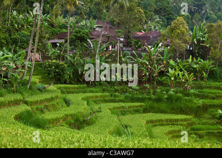 Un villaggio rurale, terrazze di riso, palme da cocco e banana piante crescono nei pressi di un villaggio lungo la strada SIDEMAN - Bali, Indonesia Foto Stock