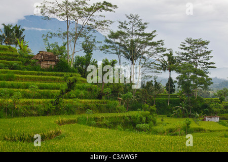 Sacro Gunung Agung il monte più alto dell'isola è visto attraverso terrazze di riso lungo SIDEMAN ROAD - Bali, Indonesia Foto Stock