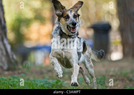 Mongrel cane che corre in un parco e diffondere le orecchie Foto Stock