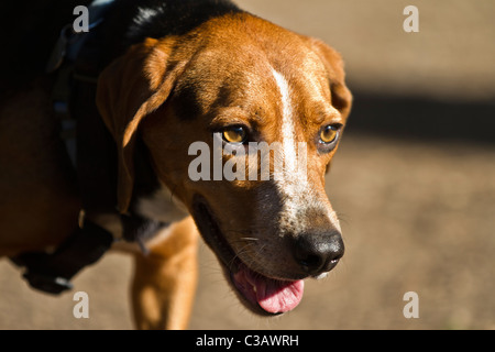 Beagle hound dog headshot Foto Stock