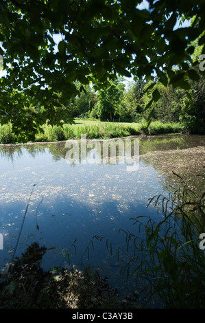 Il fiume Wandle serpeggianti attraverso ombrosi boschi a Morden Hall Park nel sud-ovest di Londra. Foto Stock