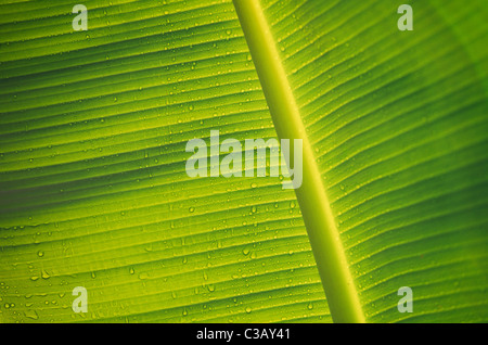 Hawaii Maui, Valle Isola, Haleakala National Park Kipahulu Sezione Waimoku Falls Trail, Banana Leaf dettaglio Foto Stock