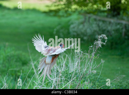 Ad anello o a collo alto comune (Fagiano Phasianus colchicus) in volo a Blenheim Palace park, Oxfordshire. Regno Unito. Foto Stock