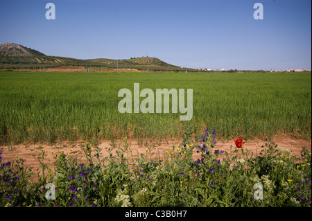 Un campo PIENO DI COLTURE VICINO A MOLLINA SPAGNA con fiori selvatici IN PRIMO PIANO Foto Stock