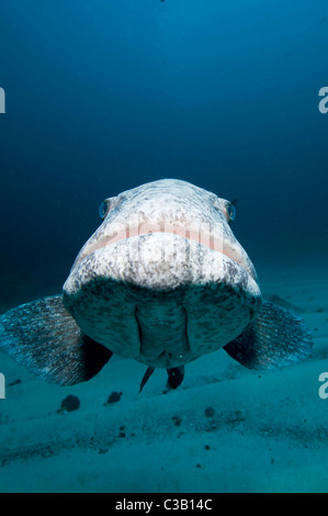 Potato cod cernia Epinephelus tukula, Baia di Sodwana potete, Sud Africa, India Oceano Foto Stock