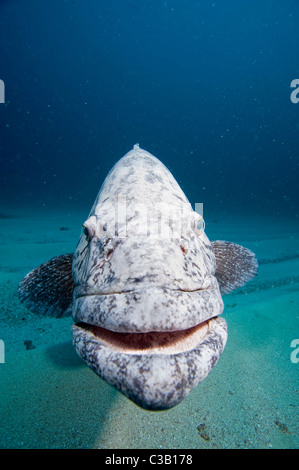 Potato cod cernia Epinephelus tukula, Baia di Sodwana potete, Sud Africa, India Oceano Foto Stock