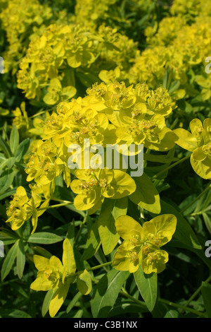 Colorato in giallo di euforbia Euphorbia sp. Foto Stock