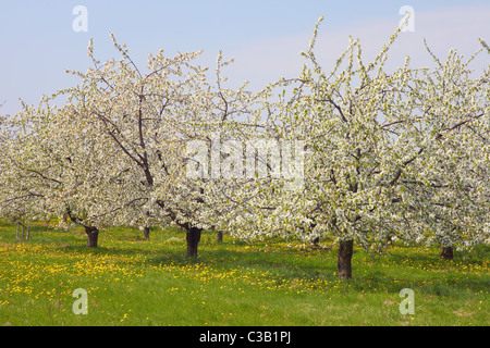 Gli alberi di ciliegio in fiore primavera Cherry Orchard blooming Foto Stock