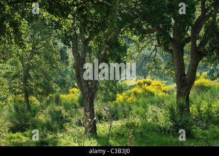 Quercia da sughero (Quercus suber) nella vegetazione di macchia mediterranea con la fioritura gialla ginestra, Corsica, Francia Foto Stock