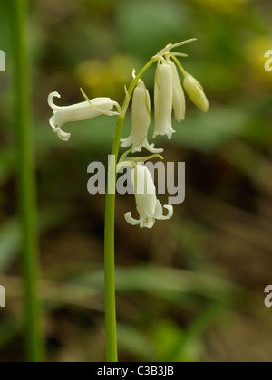 Bianco, Bluebell hyacinthoides non scripta Foto Stock