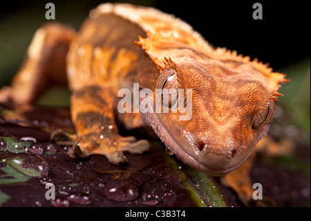 Nuovo Caledonian Crested Gecko - preso in studio. Foto Stock