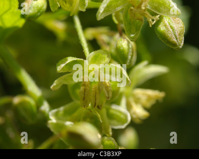 Hop, fiori maschili, humulus lupulus Foto Stock