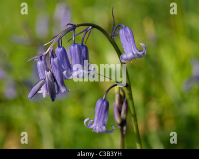 Bluebell, hyacinthoides non scripta Foto Stock