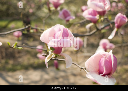 Grandi fiori di colore rosa di magnolia su albero Foto Stock